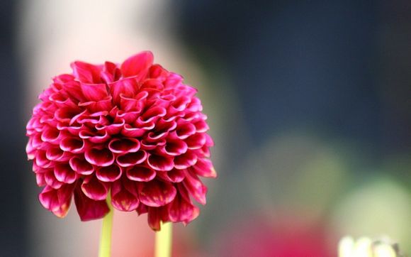 法兰克福欧冠最好成绩