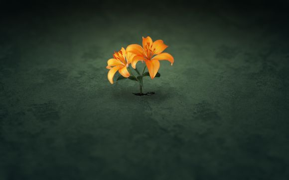火箭直播是什么